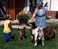Urlaub am Bauernhof - Tante mit Ziegen